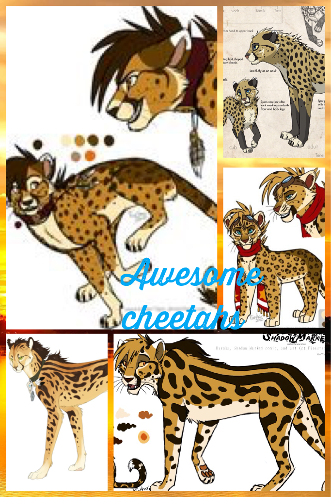 Awesome cheetahs 