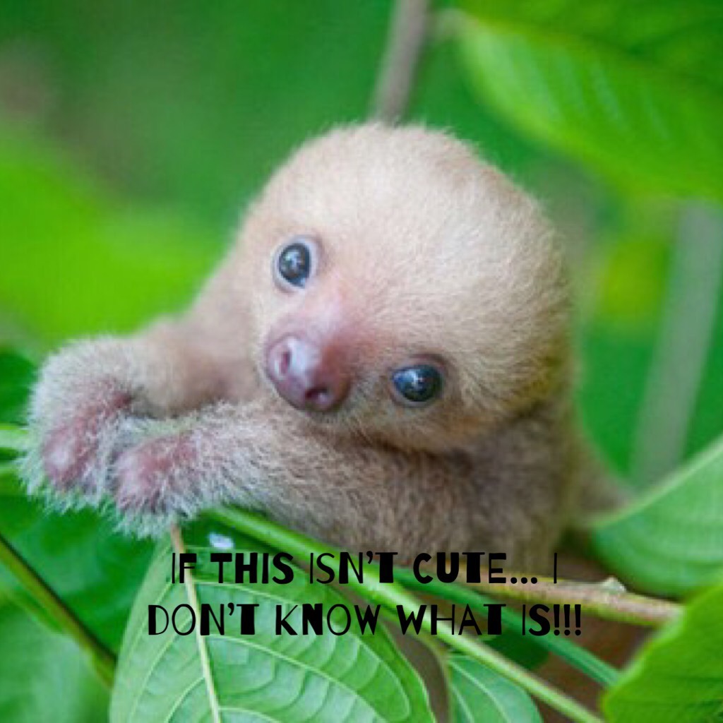Who here l❤️ves sloths??? 