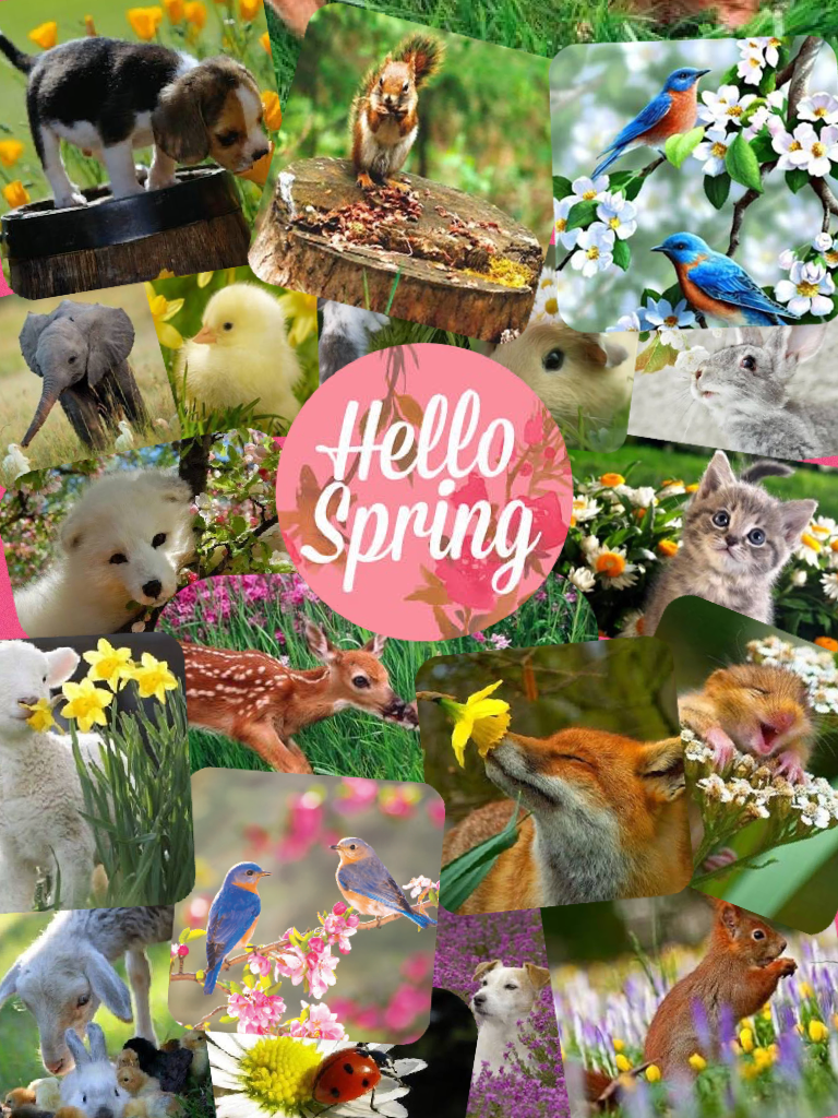 helo spring🌸🐿