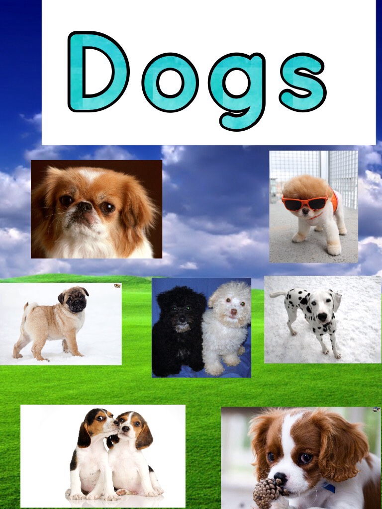 Dogs