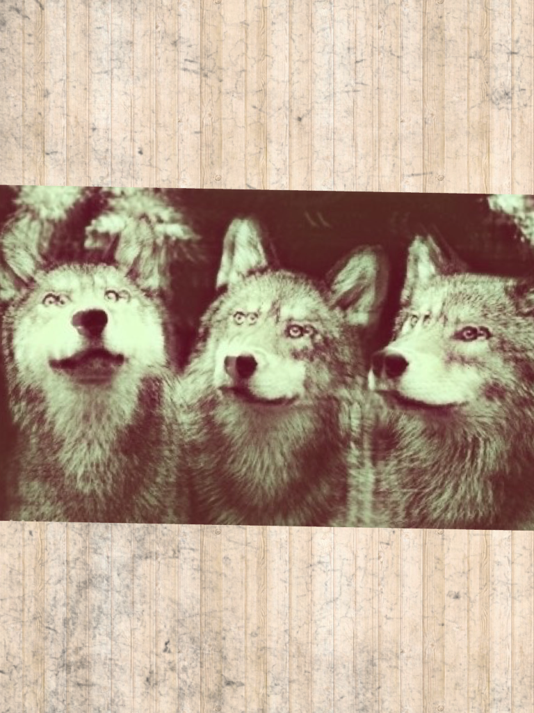 Tags: wolf, filter, photography 