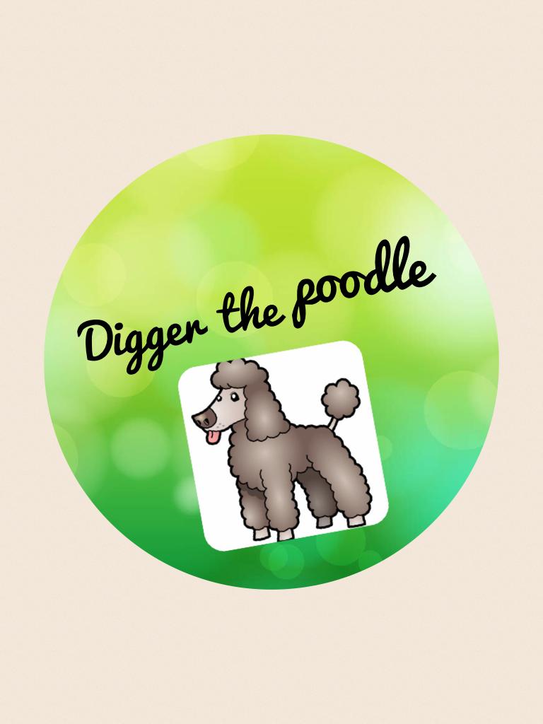 Digger the poodle