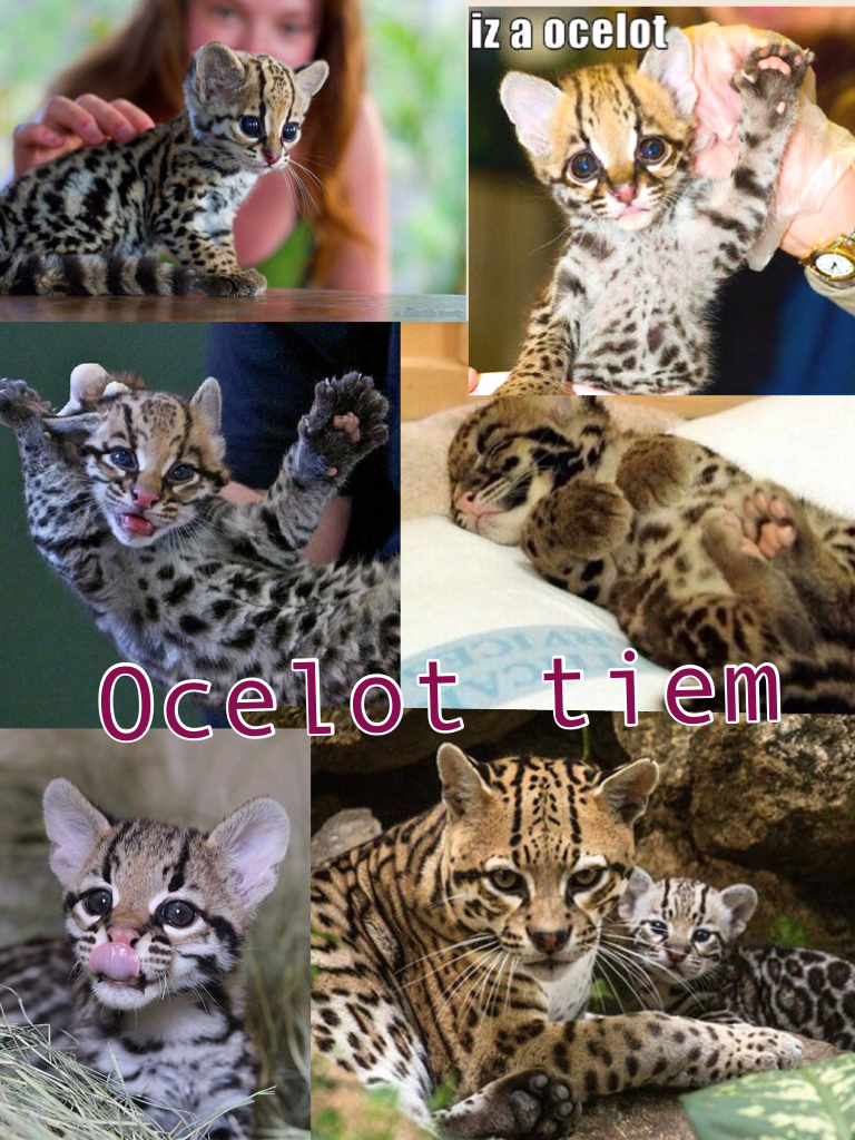 Ocelots are so cute moo I'm a cow 🐄
