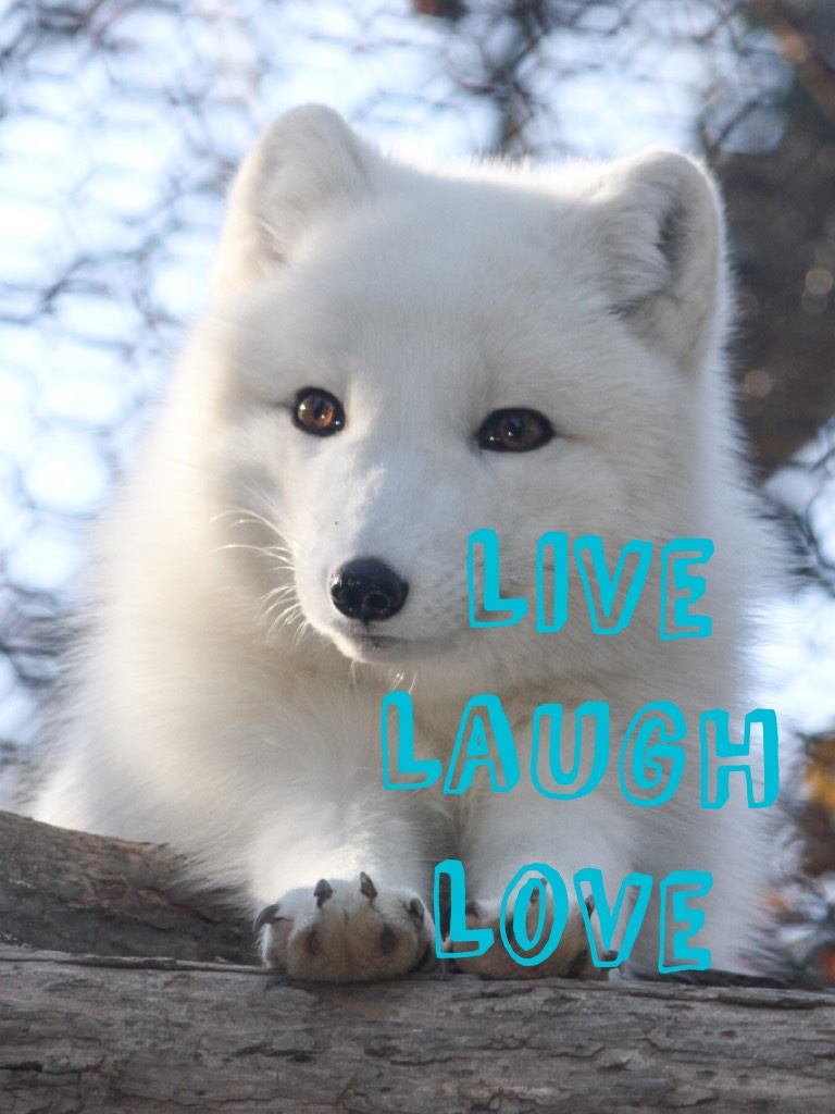 Live 
Laugh
Love
