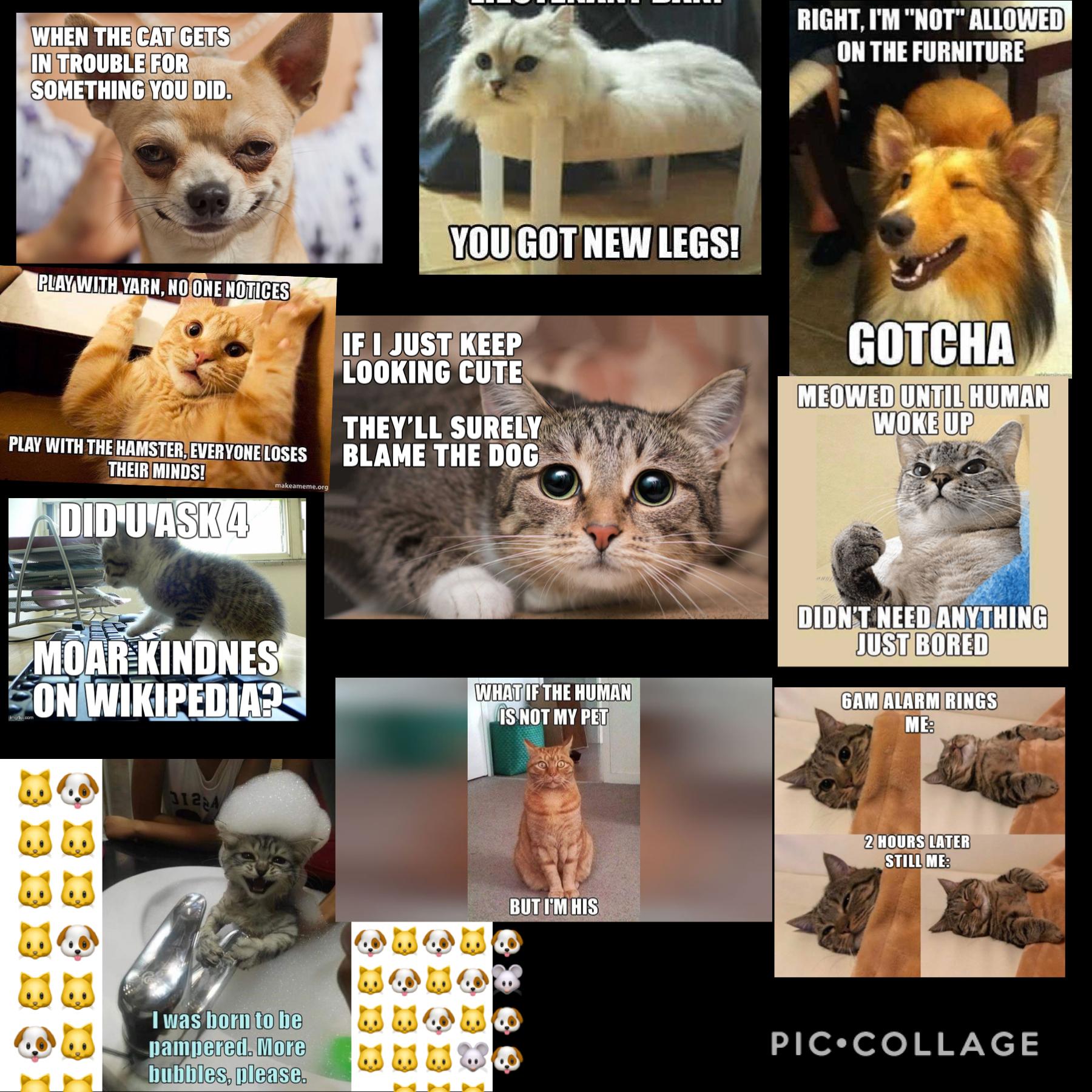 Here are some cat memes