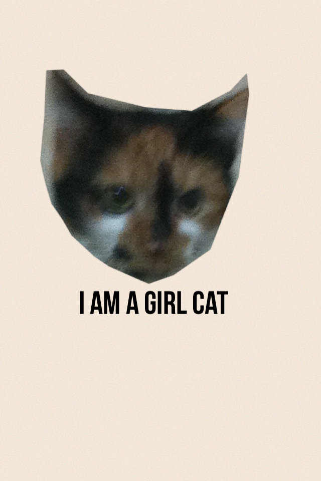 I am a girl cat