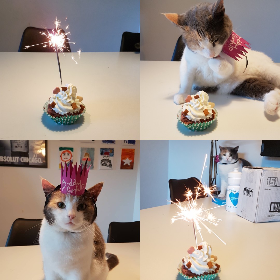 2 days ago my cat, kiki, turned 2 years old!!! so we had a quarantine party!!! tasty (ok no kiki didnt think it was that tasty) cake, birthday crown and a scary sparkler :( but it was fun!!! i love her so much