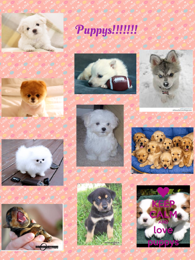 Puppys!!!!!!!i ❤️ puppys!!!!!plz tell me if you also like puppys