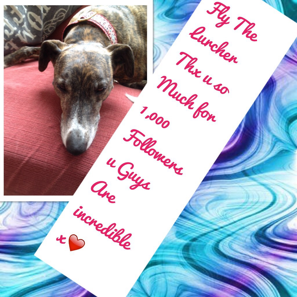 Fly The Lurcher Thx u so Much for 1,000 Followers u Guys Are incredible x❤️
