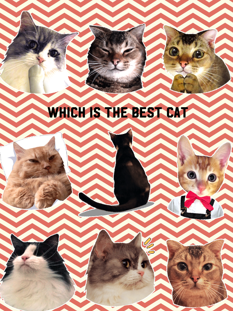 which is the best cat