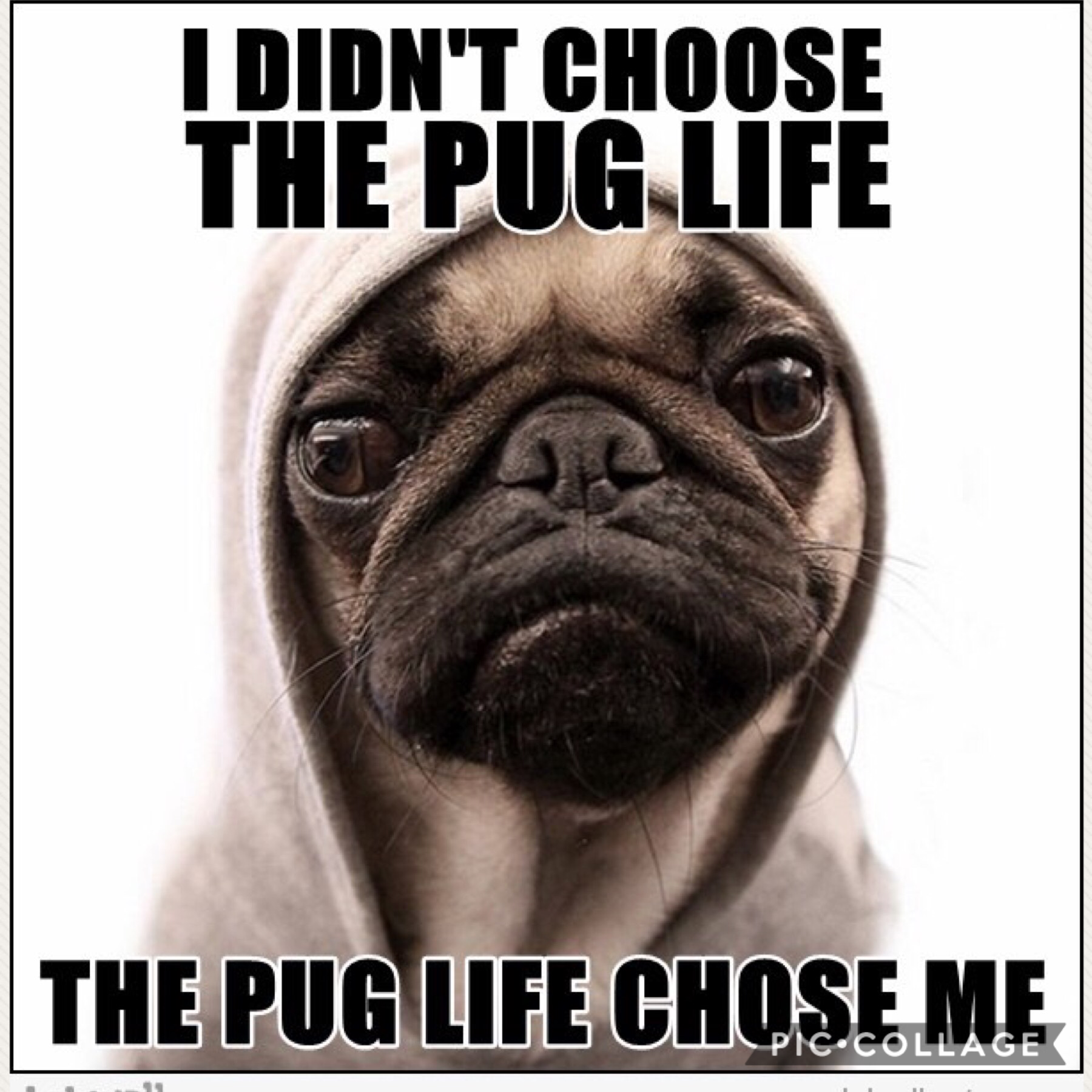I didn’t chose the pug life the pug life chose me!!