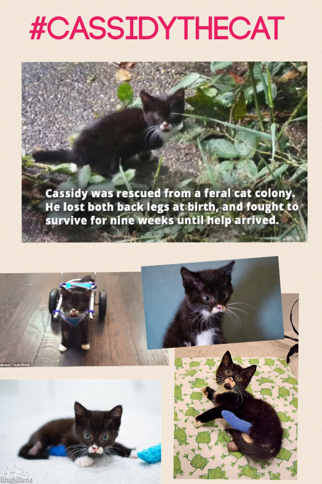 #Cassidythecat