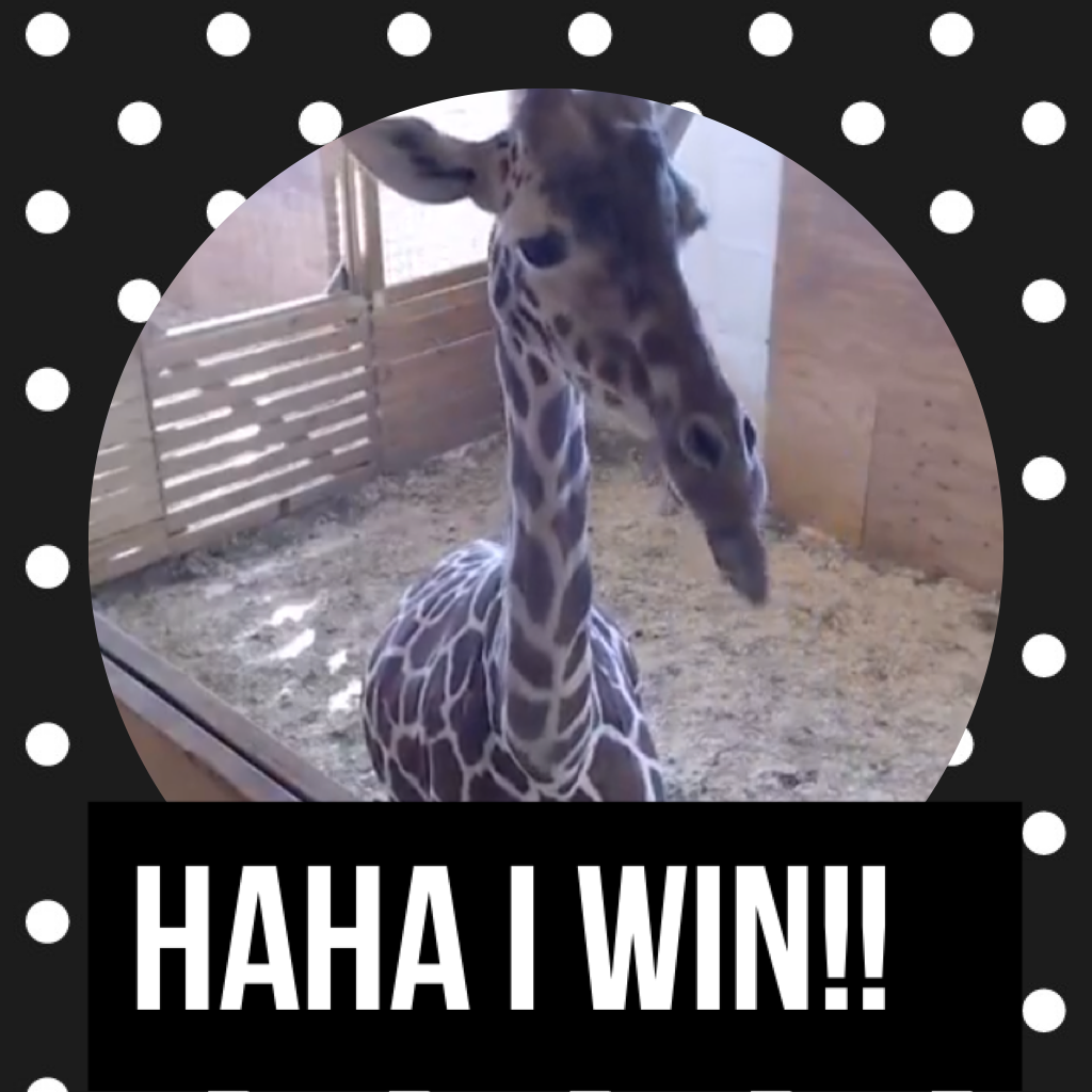 Giraffes play games 2!!!!😂🤣