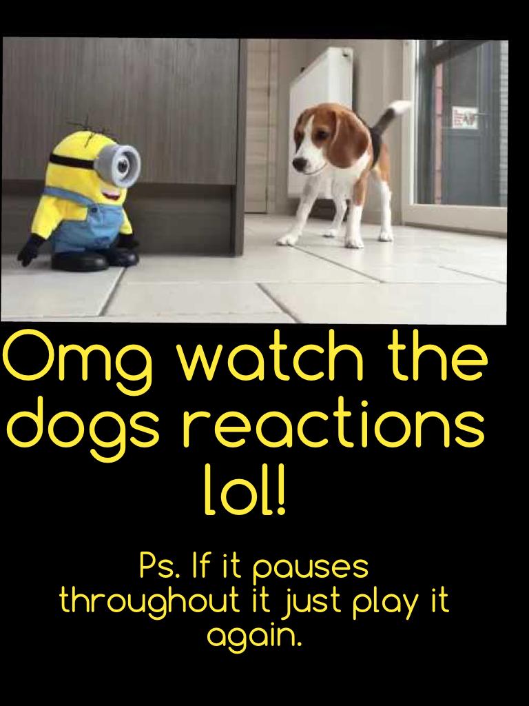 Omg watch the dogs reactions lol!