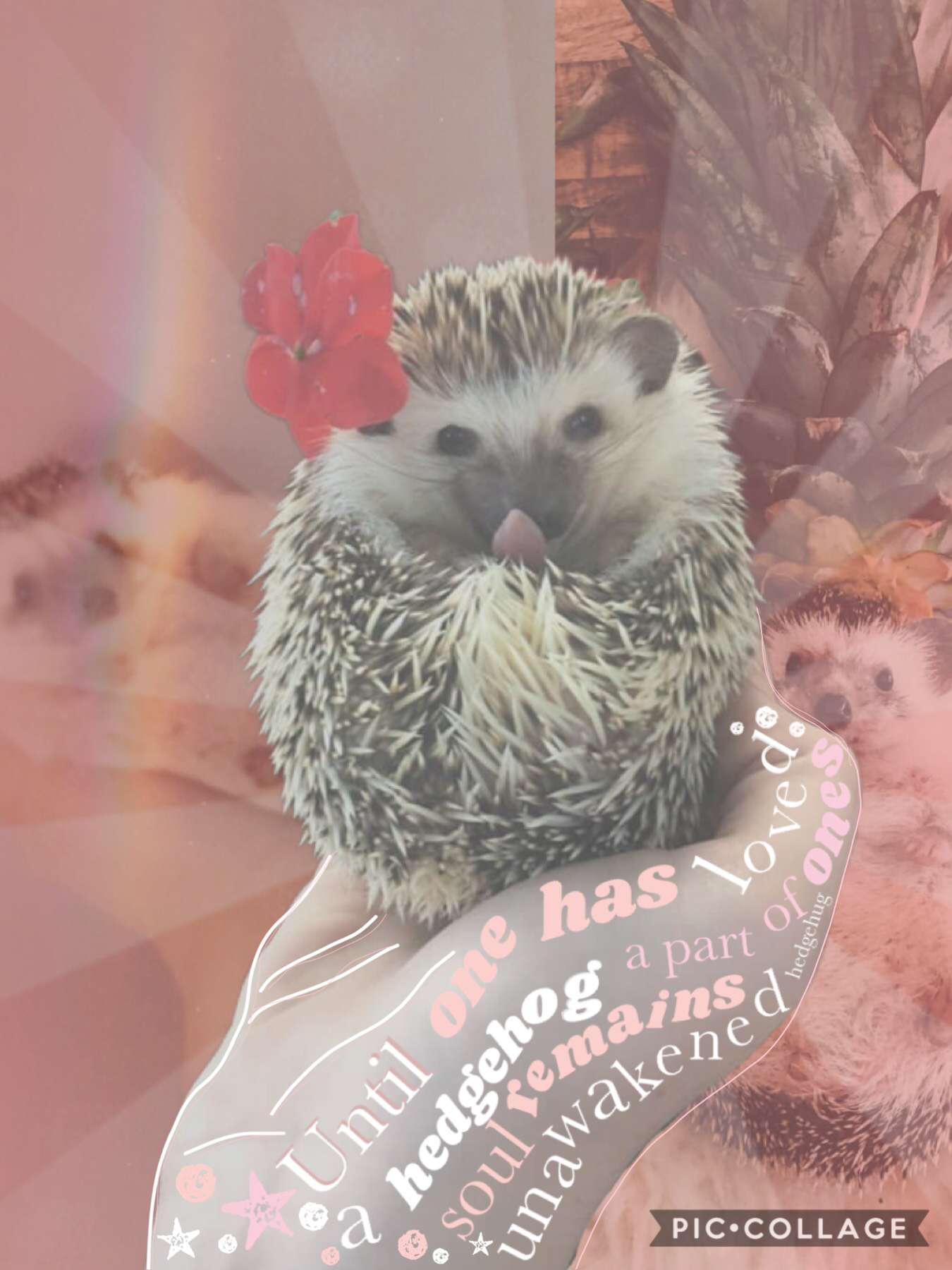 Tap! 
GAAAAAAASP LOOK AT DOS ADORABLE HEDGEHOGS! 
the one in the middle is @timetravlers sisters hedgehog who goes by Hedgie! 
the text is just ew 😂 in the back there’s a hedgeapple! ;))))) okie bye