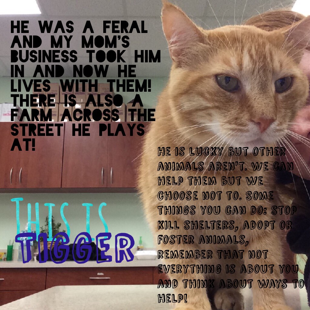Tigger has been through a lot you guys. Help support sheltered animals in need!