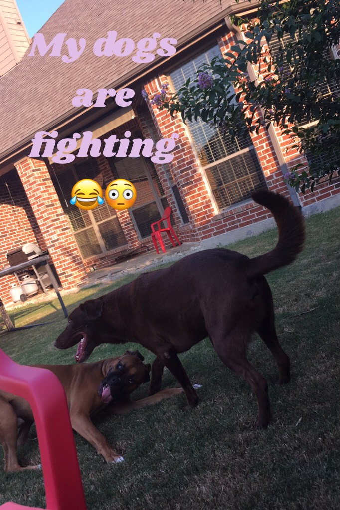 My dogs are fighting😂😳