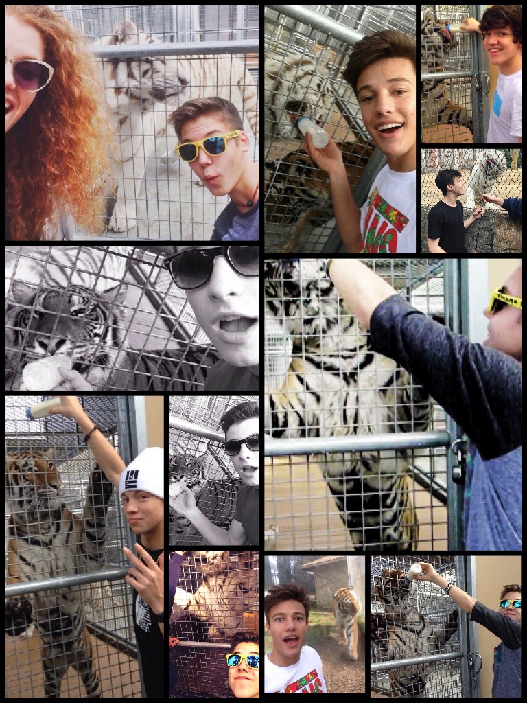 Magcon members with tigers