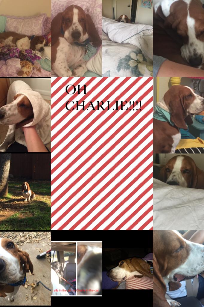 Here are some funny pictures of my basset hound Charlie!!! Hope u enjoy!