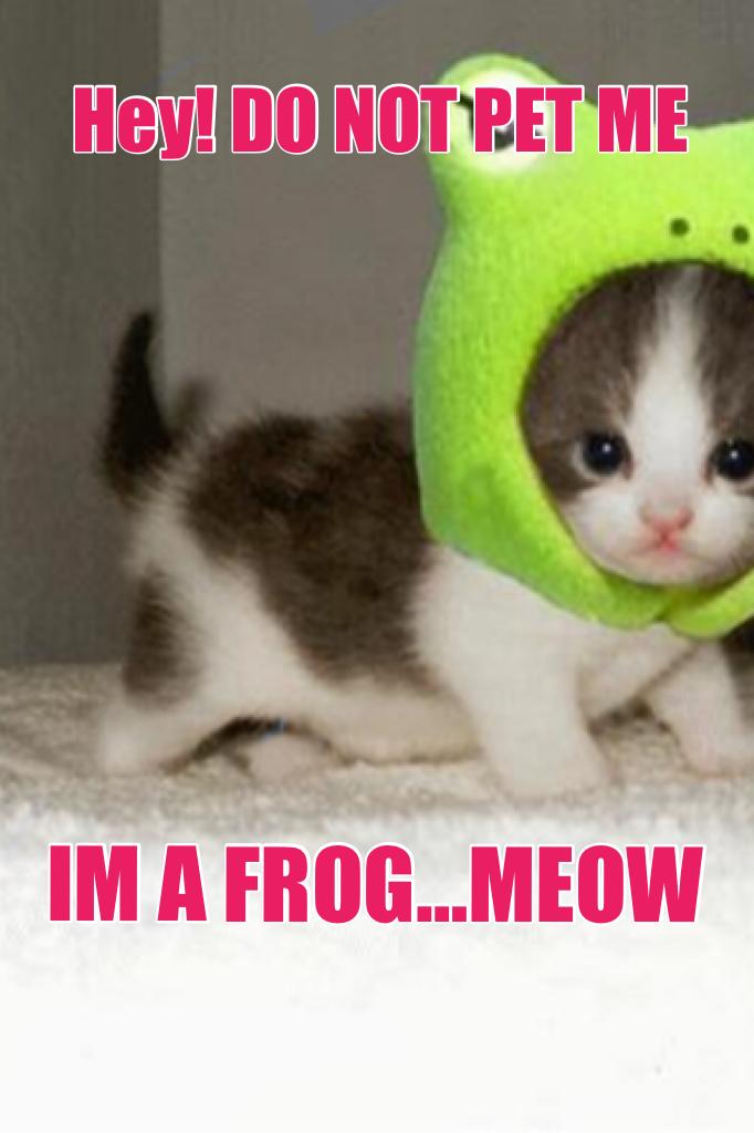 IM A FROG…MEOW