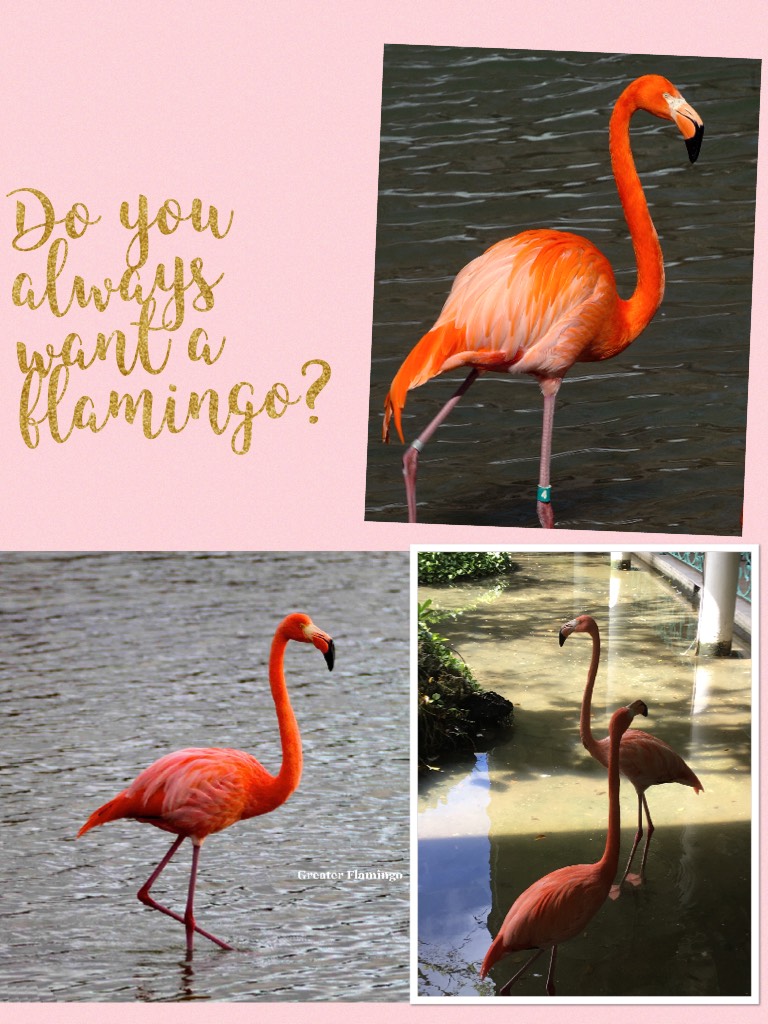 Do you always want a flamingo?
