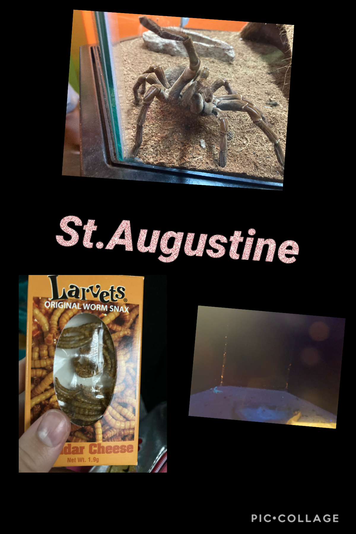 The tarantula and everything here is at ripleys believe it or not at st.Augustine!