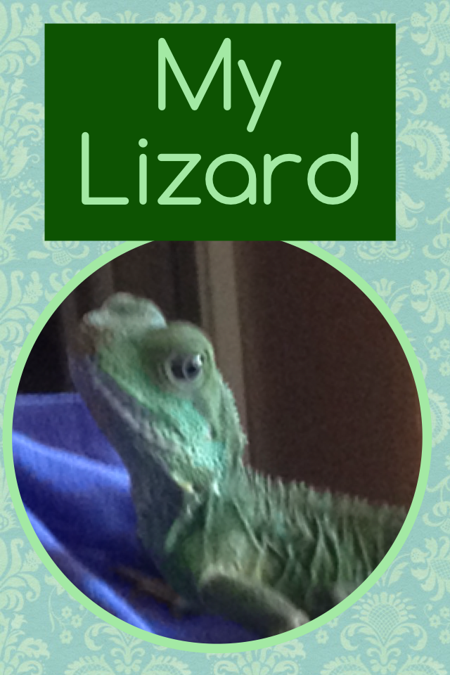 This is my lizard Gunner and I love him so much 