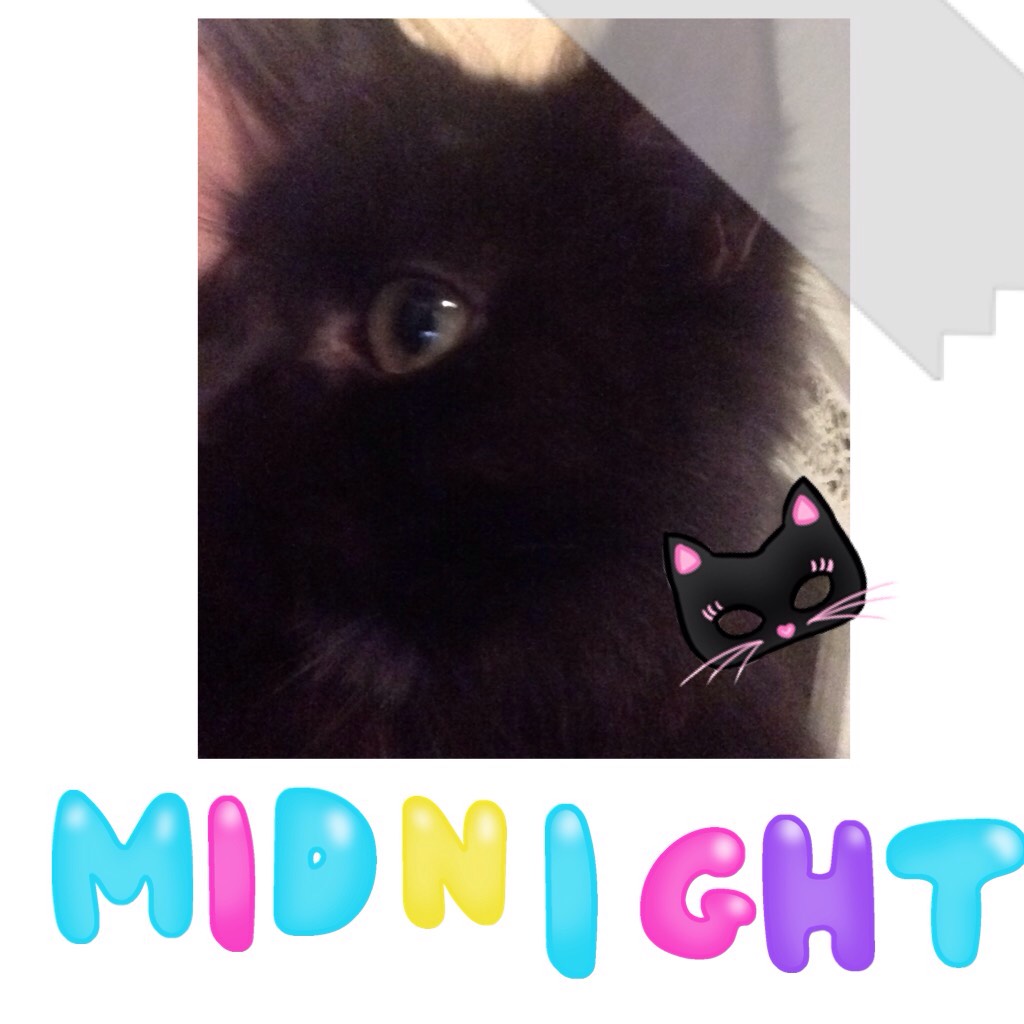 My Kitten Midnight