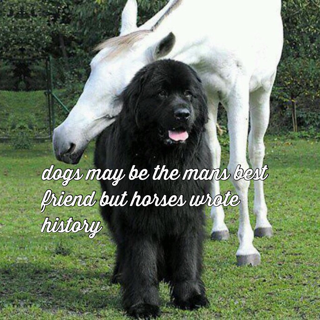 dogs may be the mans best friend but horses wrote history