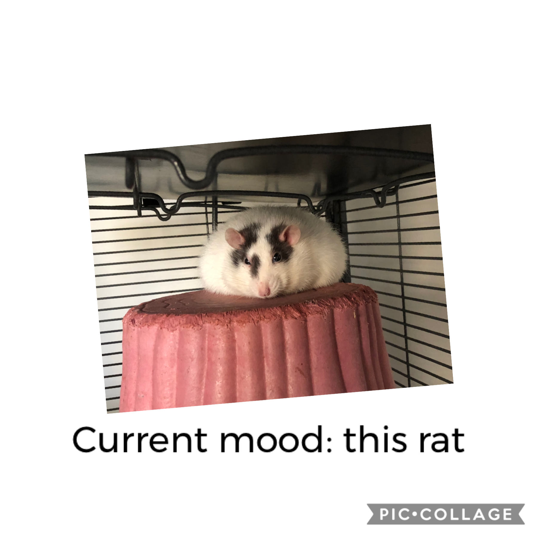 Am rat



I’m tired


Also kid at school may have crush on me will update on Monday 

