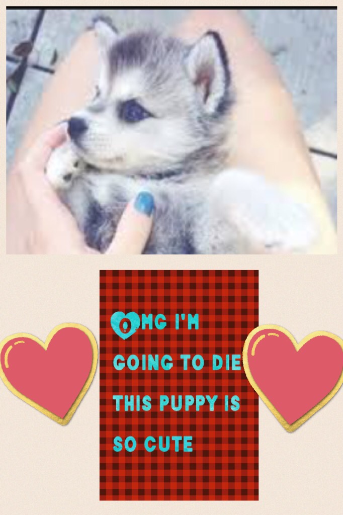 Omg i'm going to die this puppy is so cute plz comment