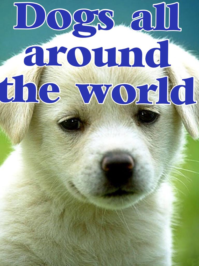 Dogs all around the world