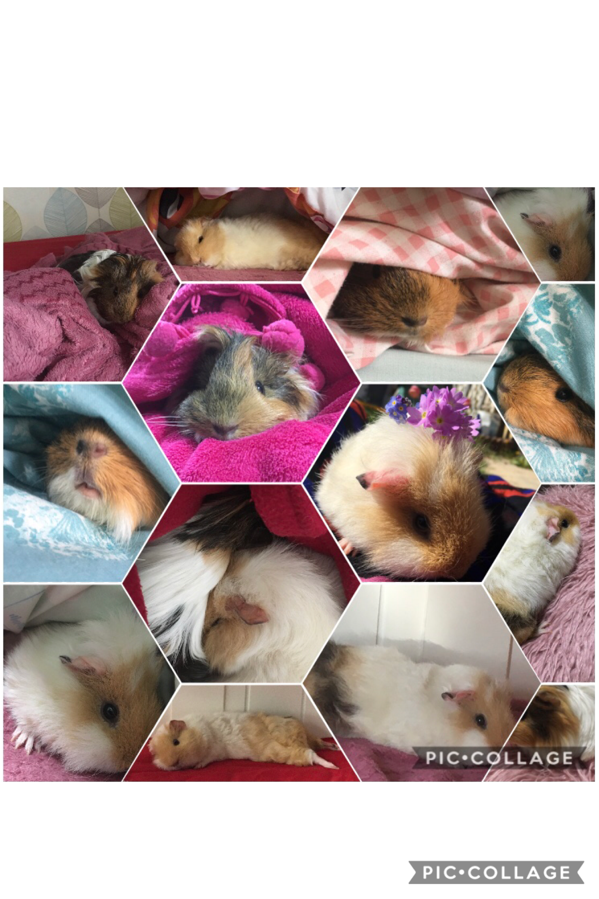 These are my favourite pictures of my guinea pigs
Stay safe everyone ❤️❤️❤️
