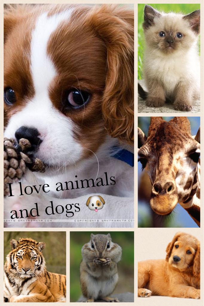 I love animals and dogs 🐶 