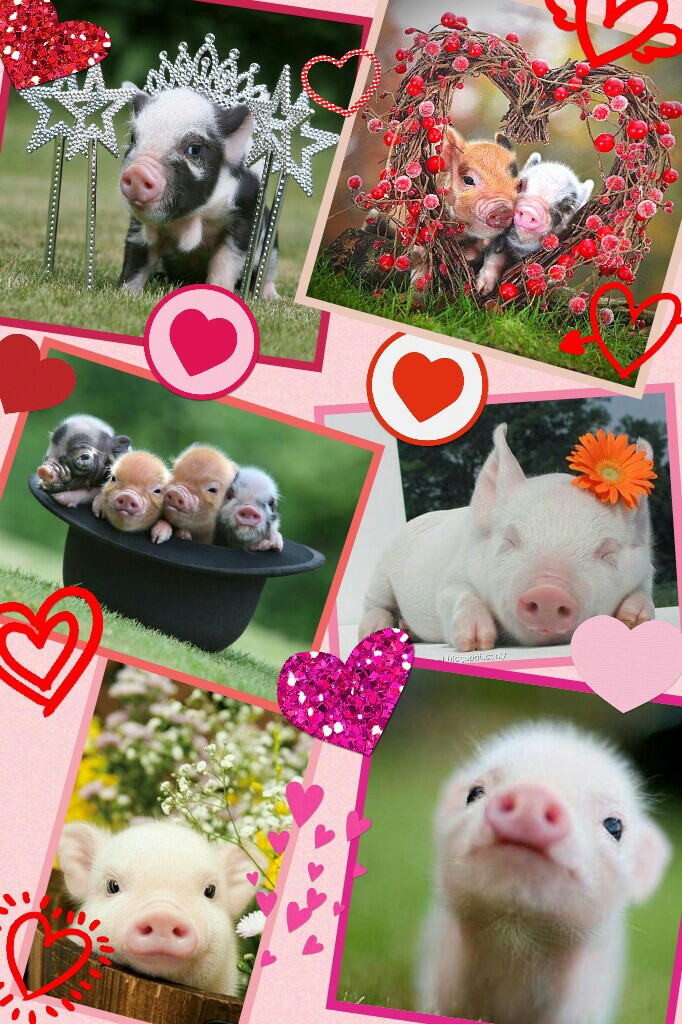 #PIGS