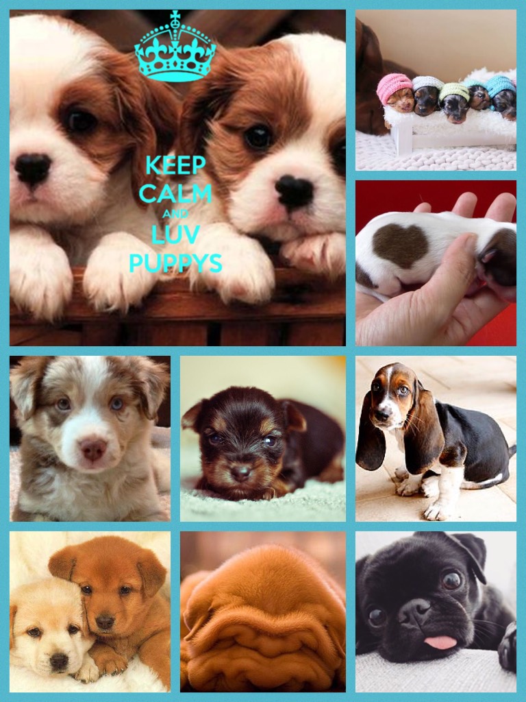 Keep Calm and Luv Puppys