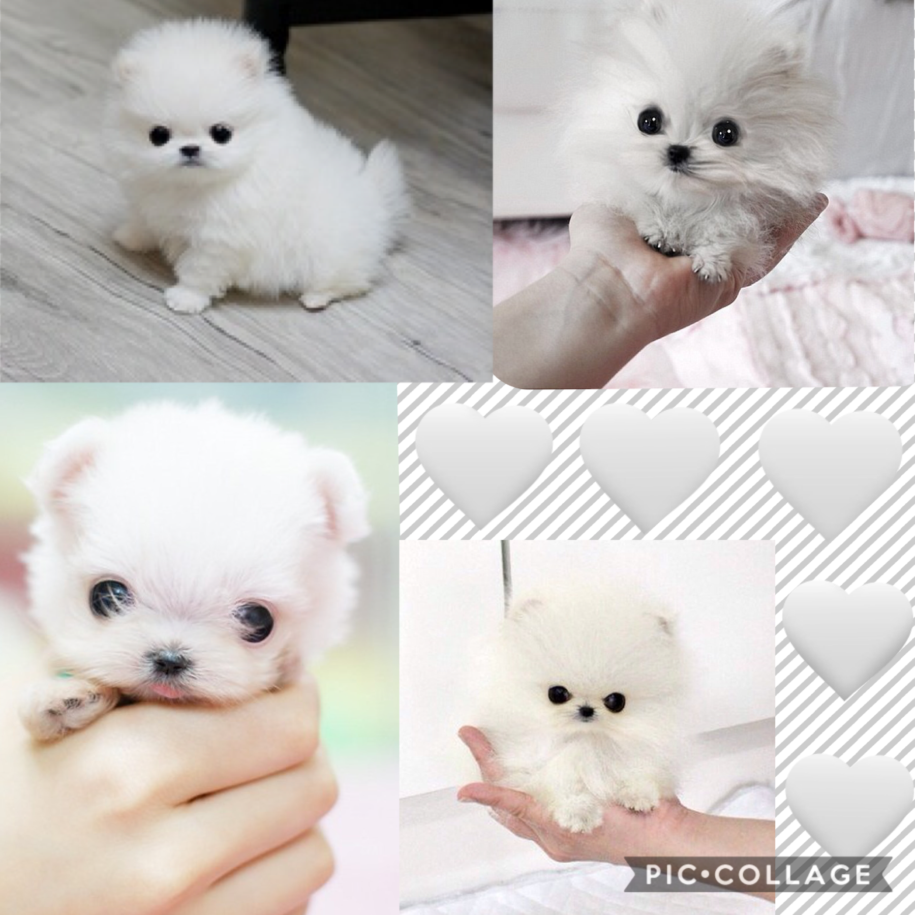 These white dogs are so cute 😍🥰