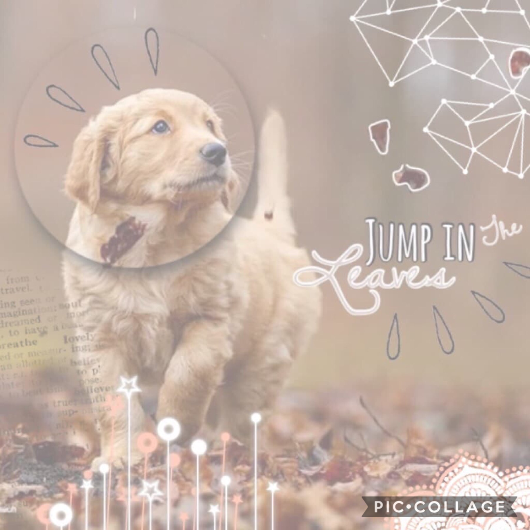 🍂tap🍂
Collab with the wonderful DogandAvengerLover !
GO FOLLOW THEM THIS INSTANT!
🍂Ly!
