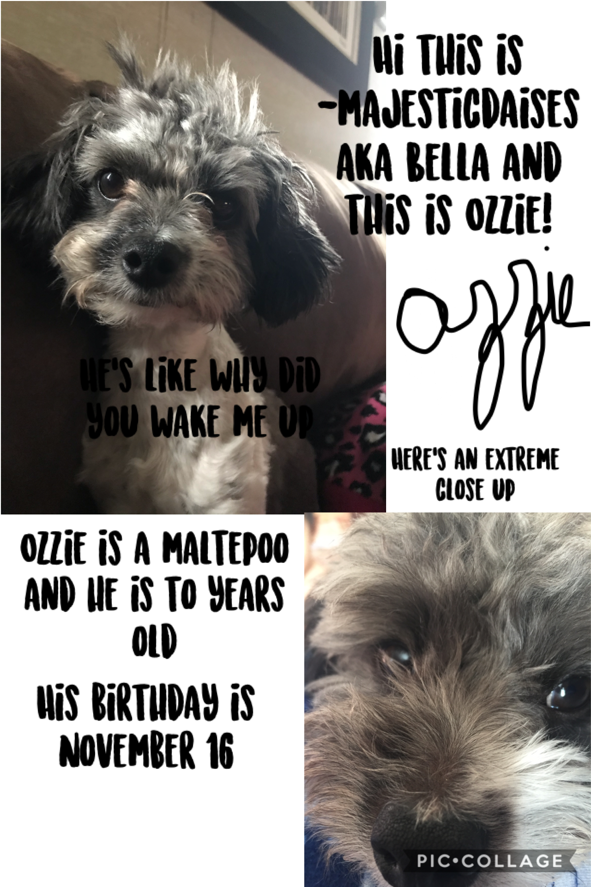 Hi this is Ozzie! Sorry about my cursive it sucks lol 😂 I also have a chicken so I’ll post about her too :)