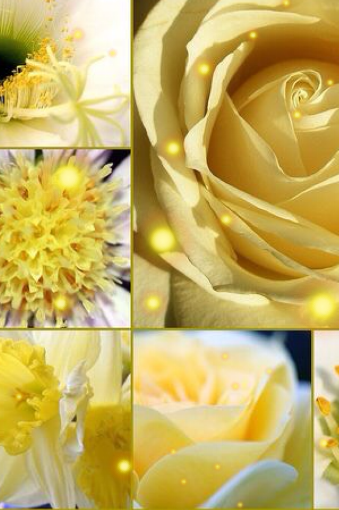 Found a pic with all yellow flowers! (Yellow is my favorite color in case you didn't know :D) I added the sparkles though :)