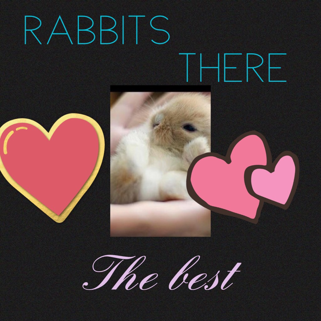 I will never give up my love for Rabbits 
