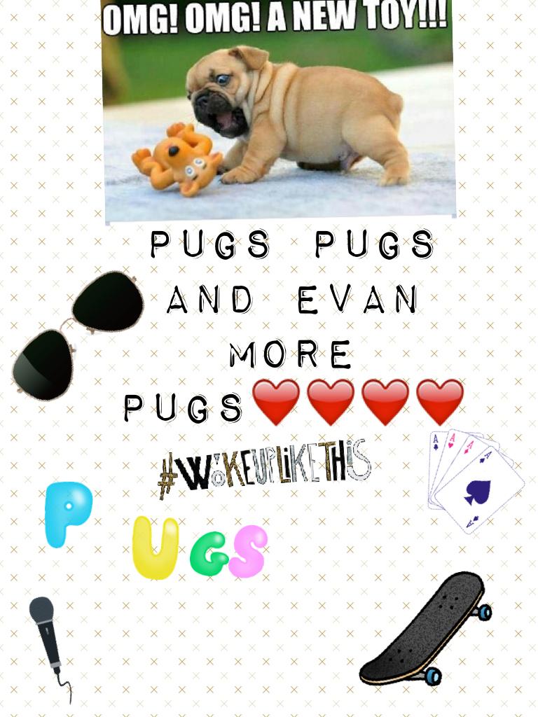 Pugs pugs and Evan more pugs❤️❤️❤️❤️ they are so cute