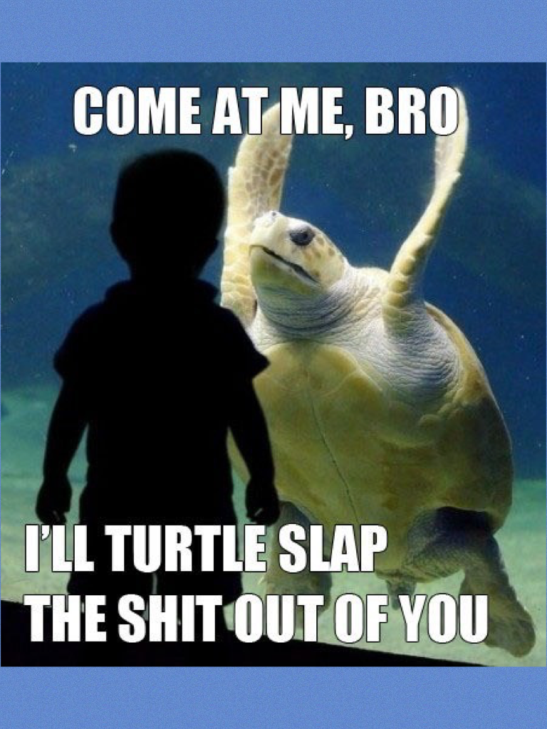 Turtle SLAP!👋🏻