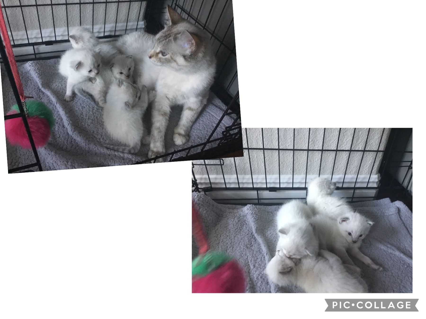 I have 4 fully white kittens ❤️😆