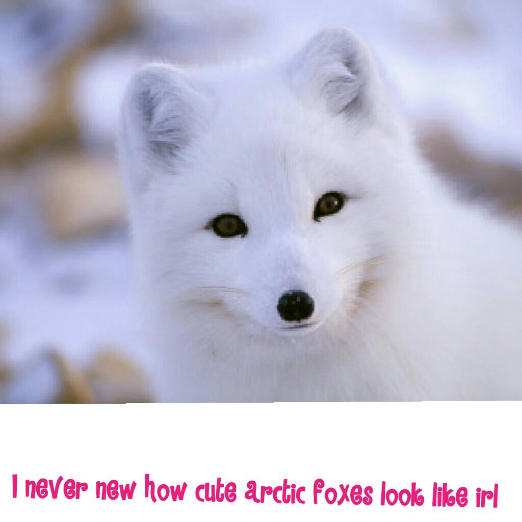 I never new how cute arctic foxes look like irl