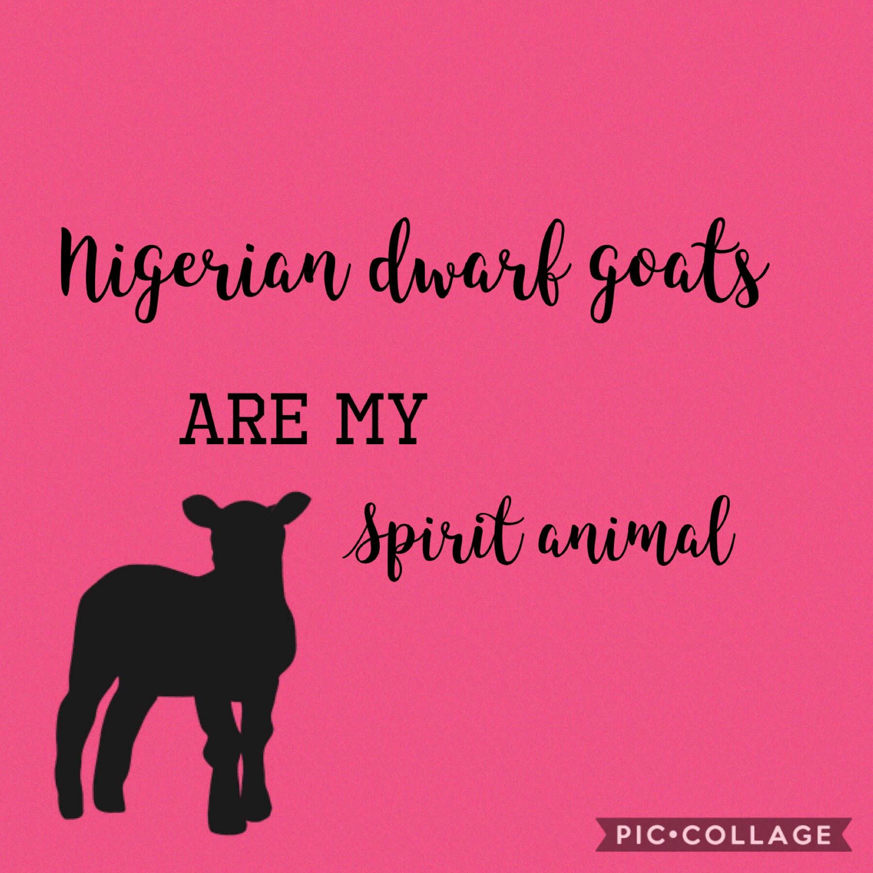 Nigerian dwarf goats forever!