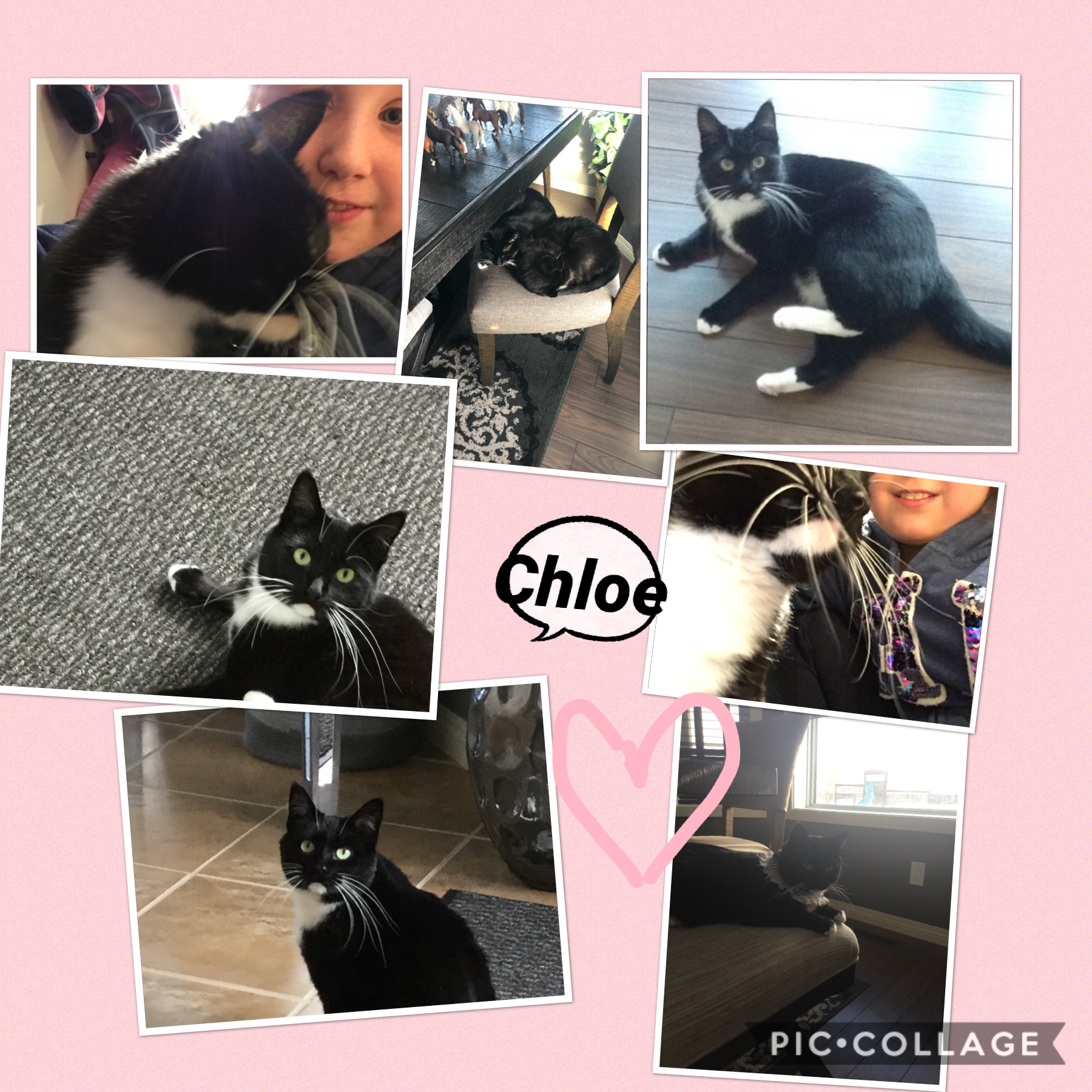 My Cat Chloe