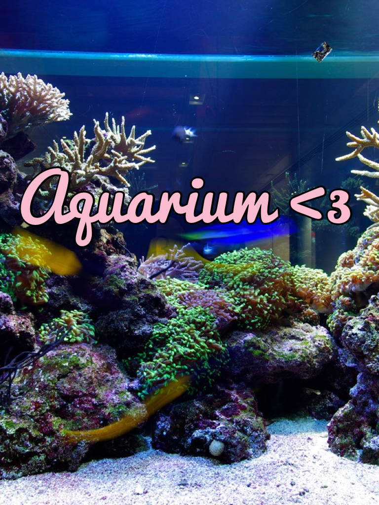 Aquarium <3