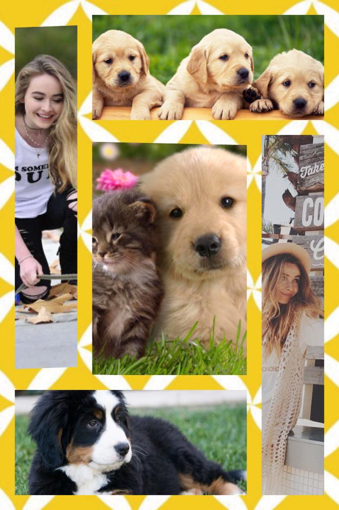My two favourite things Sabrina carpenter and dogs

