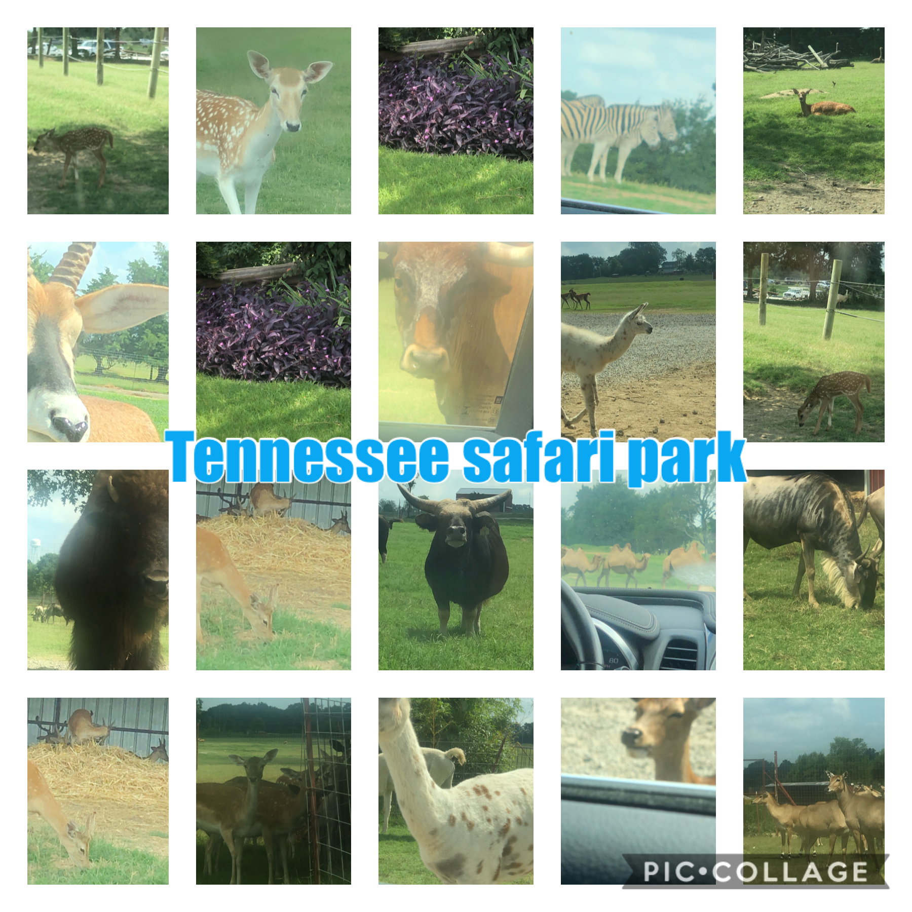 I went to the safari park yesterday it was so fun follow me if you have been there